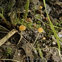 Oranje dwergmycena